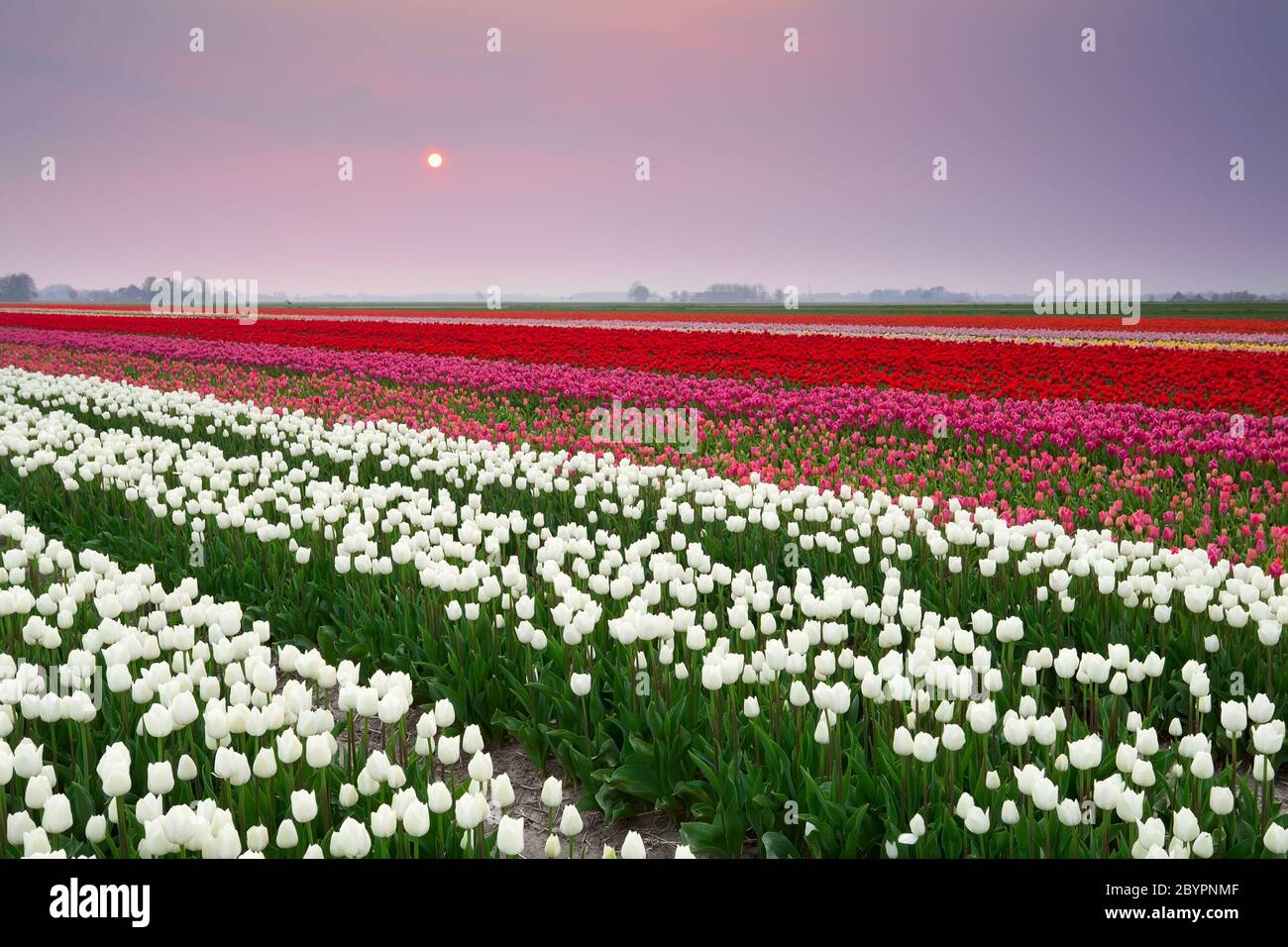 coucher de soleil sur un champ de tulipes coloré Banque D'Images