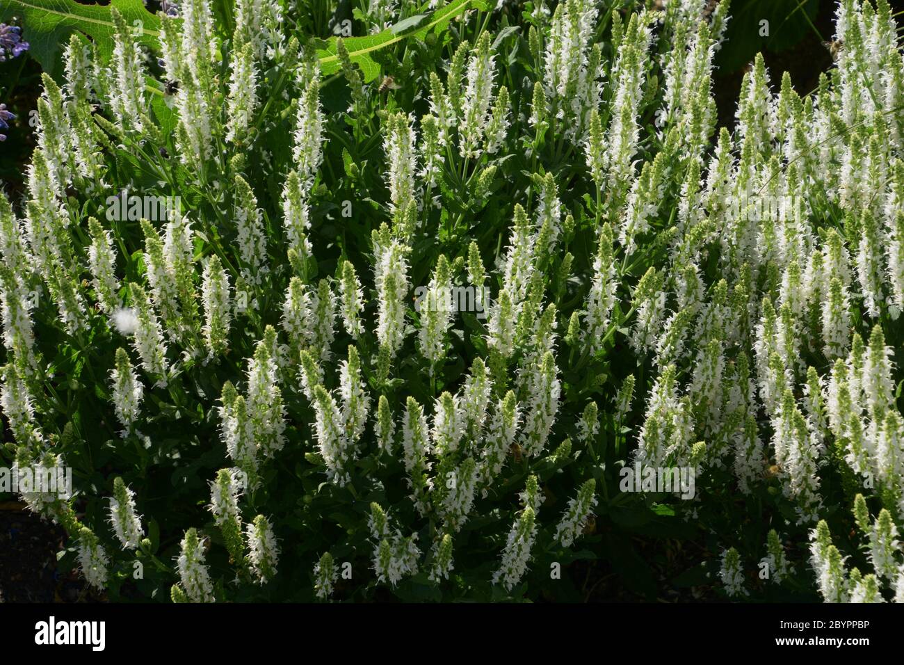 la sauge blanche ou la salmonelle nemorosa pousse dans un jardin d'herbes Banque D'Images