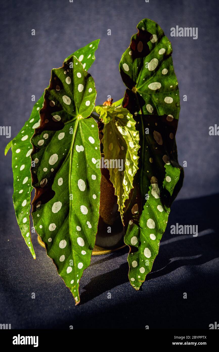 Jeune Begonia maculata var. Plantules « wightii » avec feuilles attrayantes et motif à pois. Gros plan sélectif sur une installation domestique. Banque D'Images