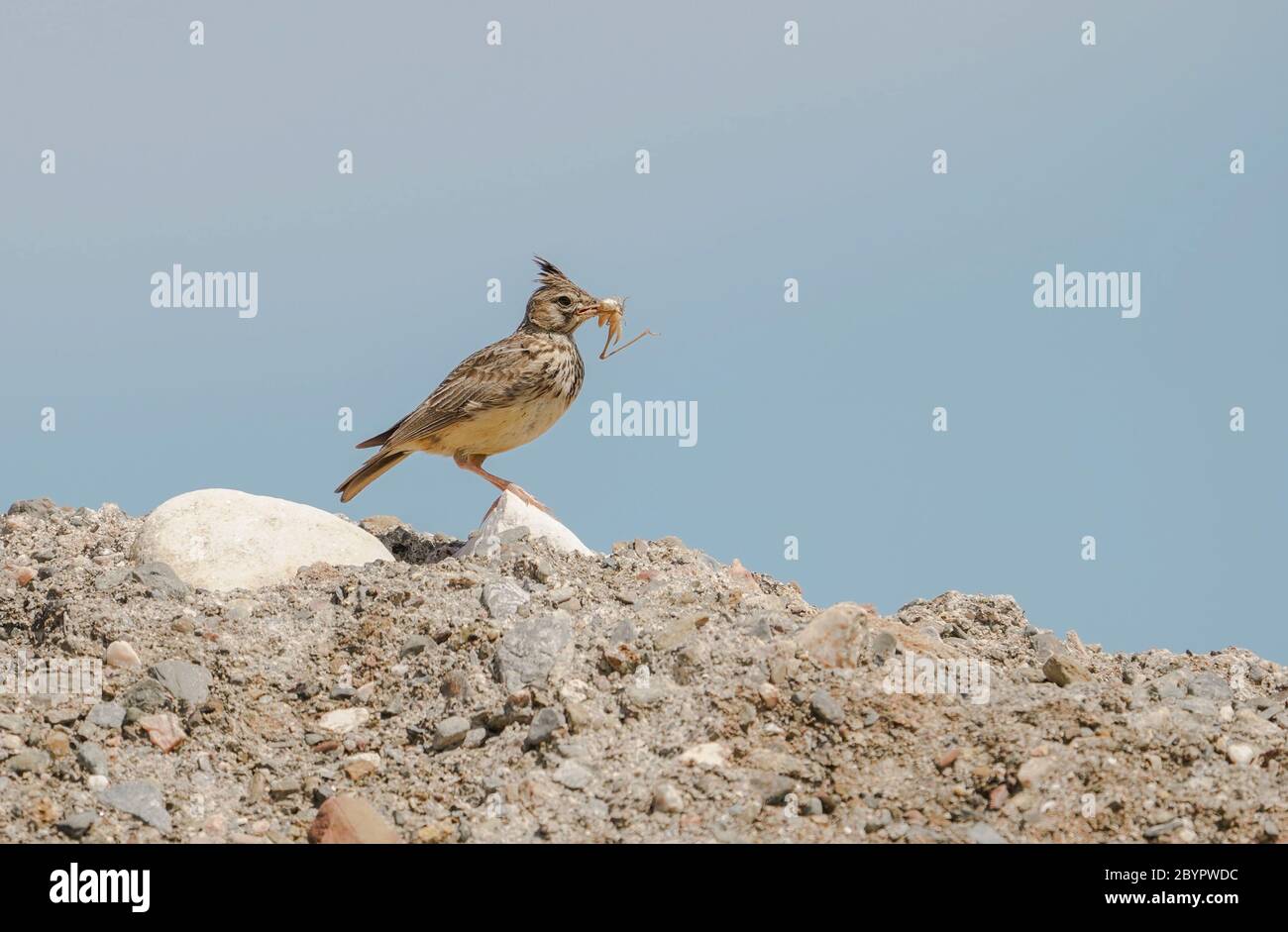 Larche à crête (Galerida cristata) perchée sur une colline avec de la nourriture à Beak, Espagne. Banque D'Images