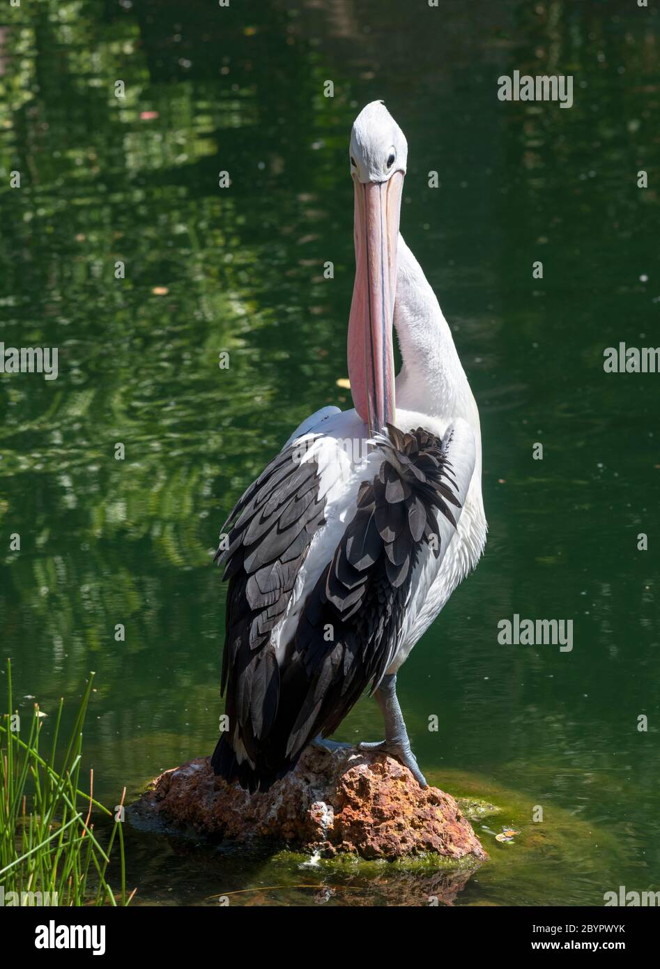 Pelican (Pelecanus conspicillatus australienne) Banque D'Images