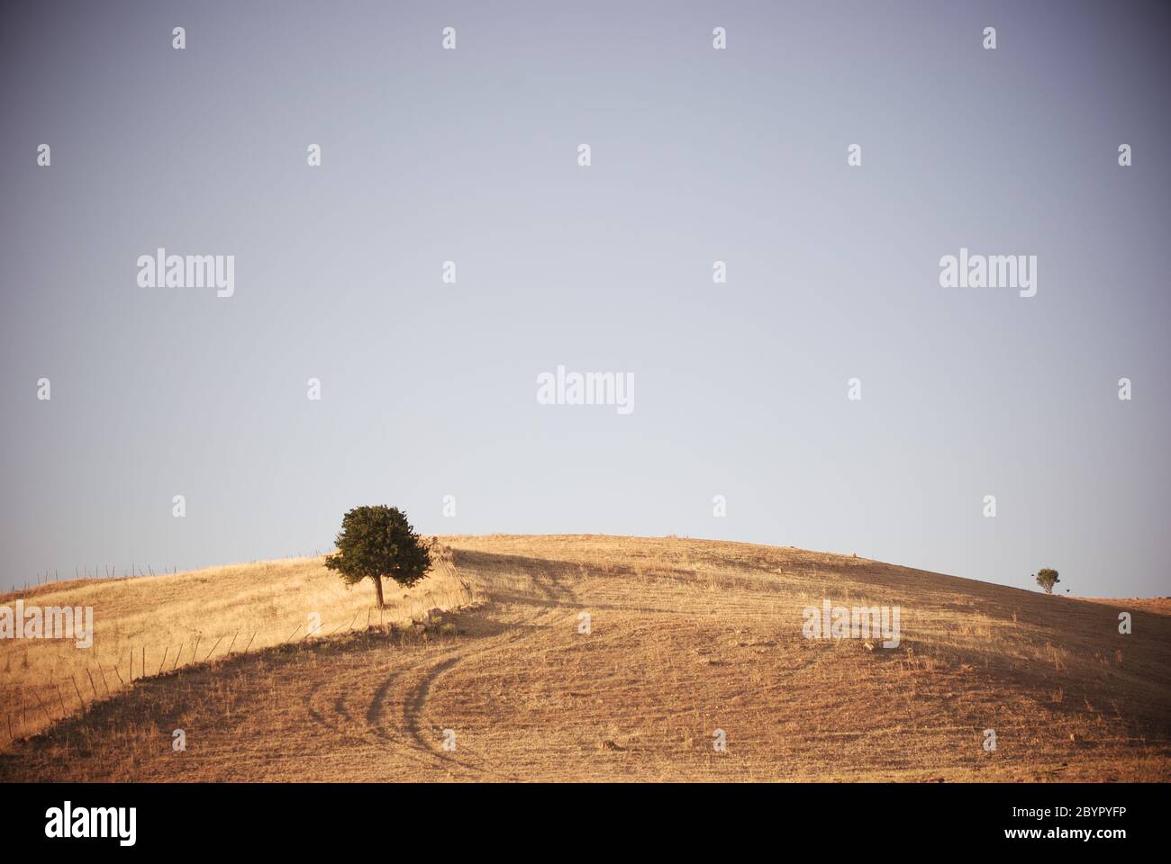 Paysage rural vintage de la Sicile champ avec seul arbre sur la colline Banque D'Images