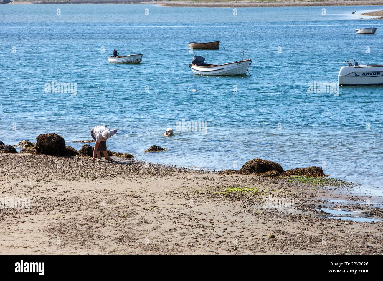 Une femelle collectant des galets sur la plage de Fleet Lagoon, Portland, Dorset avec un chien qui nage dans l'eau Banque D'Images