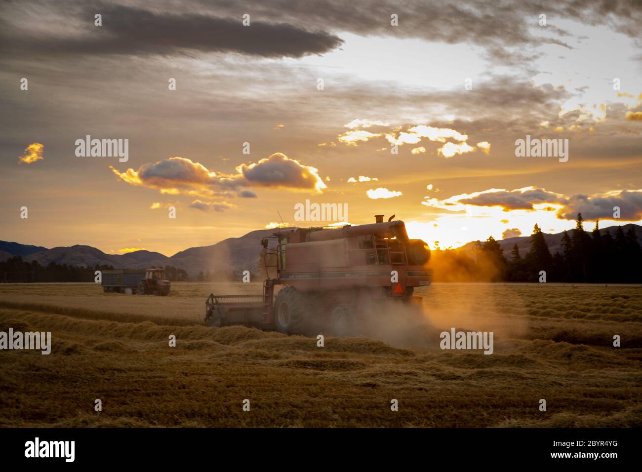 Sheffield, Canterbury, Nouvelle-Zélande, février 10 2020 : une moissonneuse-batteuse CR980 jaune New Holland est en marche dans un champ de pois cultivés pour les semences Banque D'Images