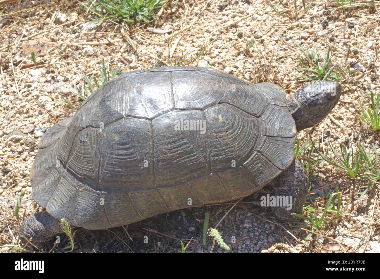 Tortue marinée sarde (testudo marginata) dans la campagne de Sardaigne Banque D'Images Tortue marinée sarde (testudo marginata) dans la campagne de Sardaigne Banque D'Images