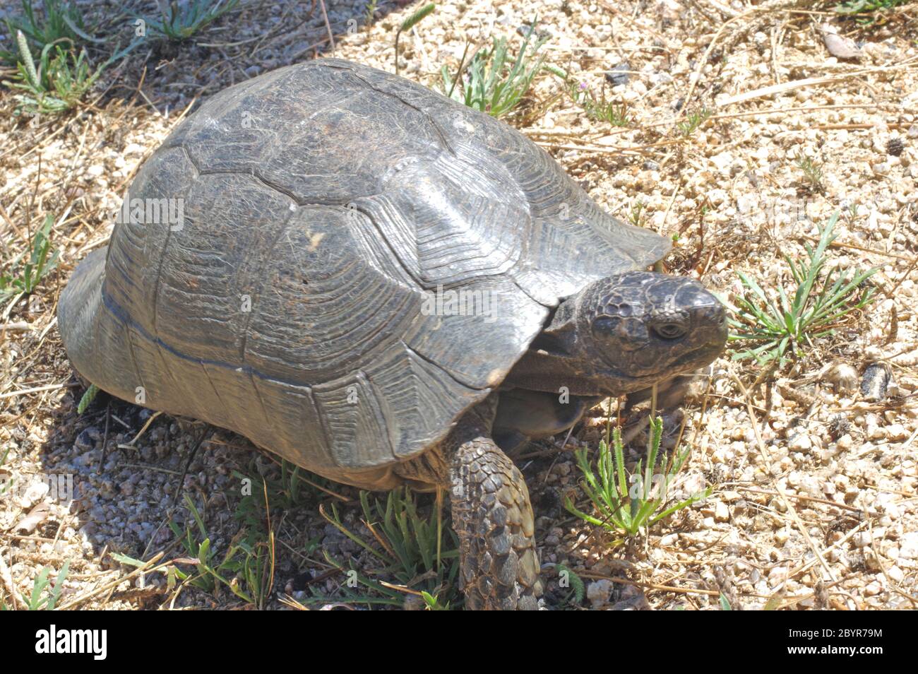Tortue marinée sarde (testudo marginata) dans la campagne de Sardaigne Banque D'Images Tortue marinée sarde (testudo marginata) dans la campagne de Sardaigne Banque D'Images