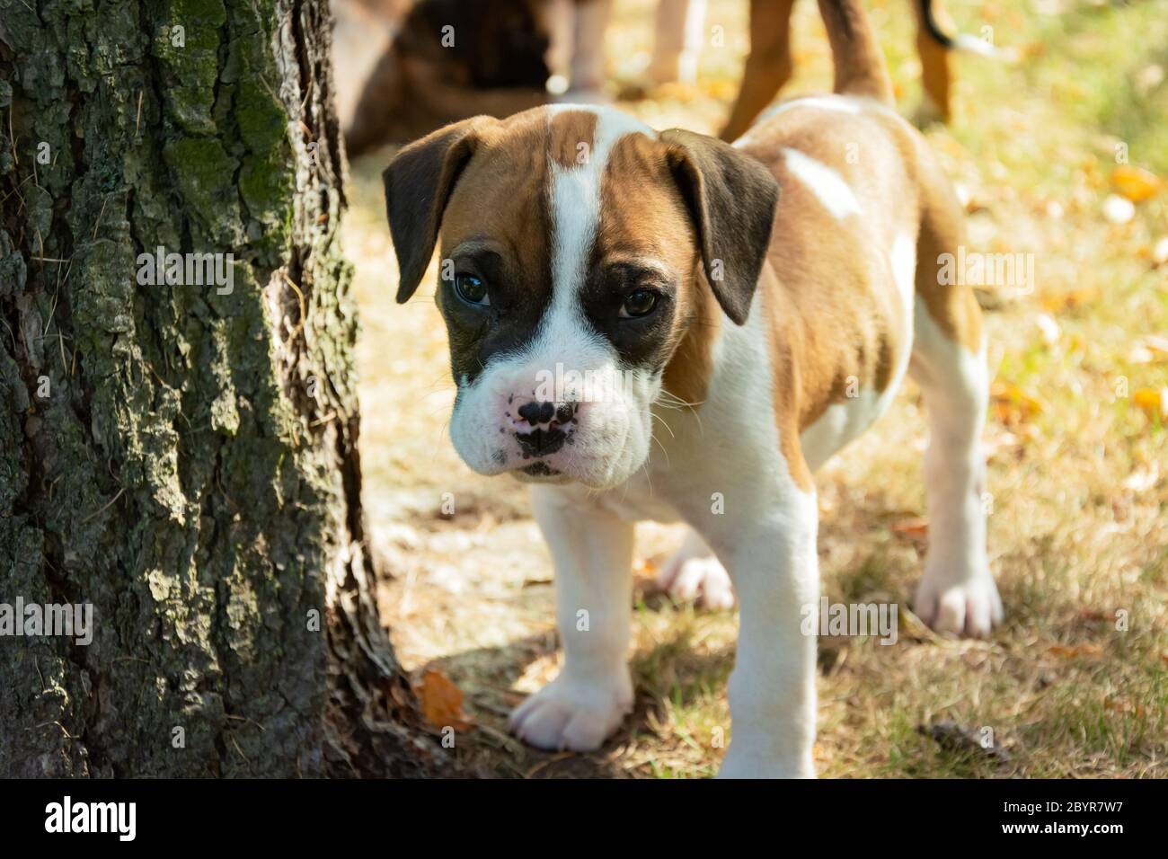 Petit boxeur, situé à côté d'un arbre, vue par beau temps Banque D'Images