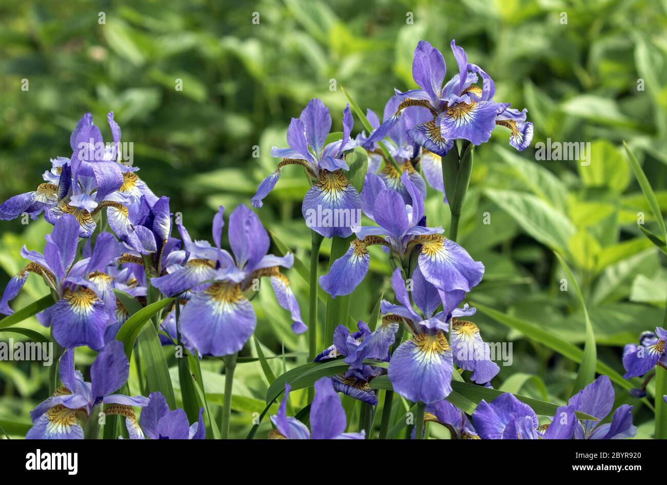 Gros plan des ilèches sibériens dans le jardin de printemps au Québec, Canada. L'arrière-plan est vert. Banque D'Images