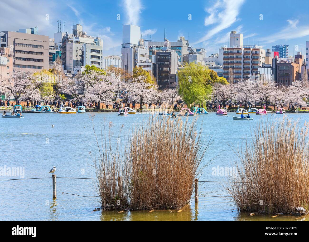 tokyo, japon - mars 31 2020: Mouette et tortue dans l'herbe susususuki japonaise séchée du parc Ueno où les couples appréciant les cerisiers en fleurs de Kaneiji te Banque D'Images