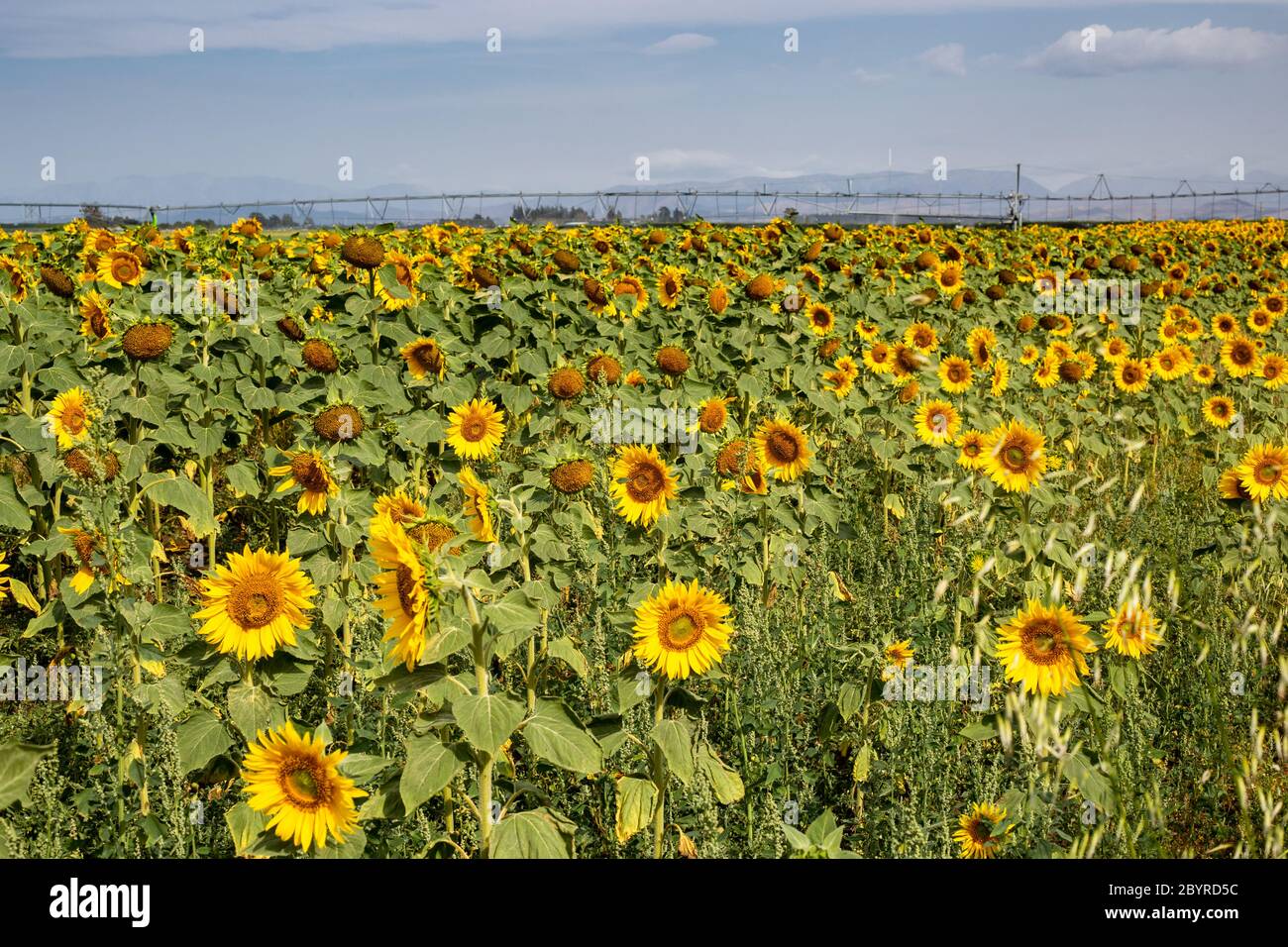 A.Monamour Tapisserie Murale Jaune Tournesols Fleurs Champ Lumineux