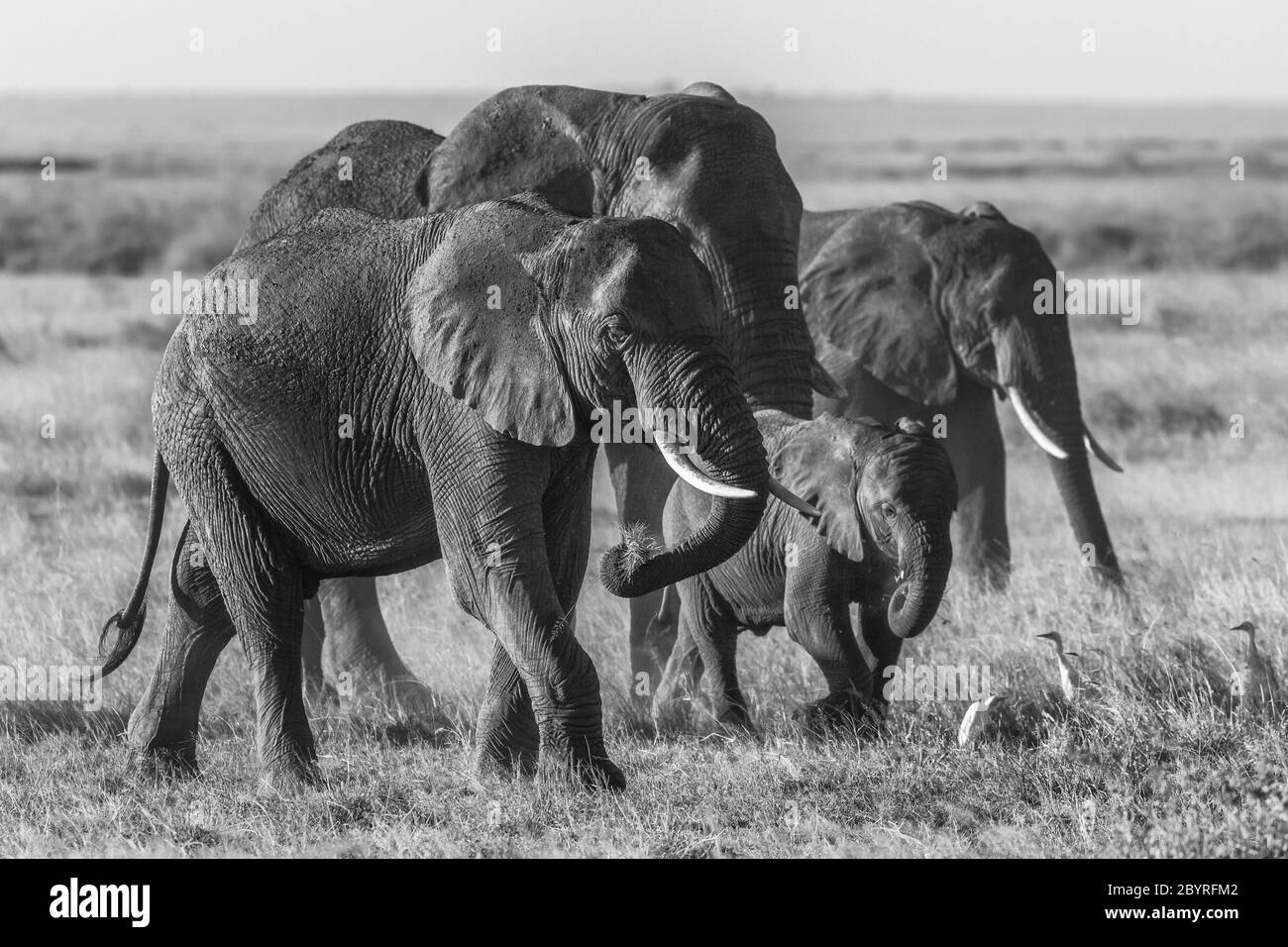 Éléphants d'Afrique, Loxodonta Africana, famille de jeunes veaux et adultes avec de longues défenses d'ivoire. Parc national d'Amboseli, Kenya, Afrique . Safari vacances Banque D'Images