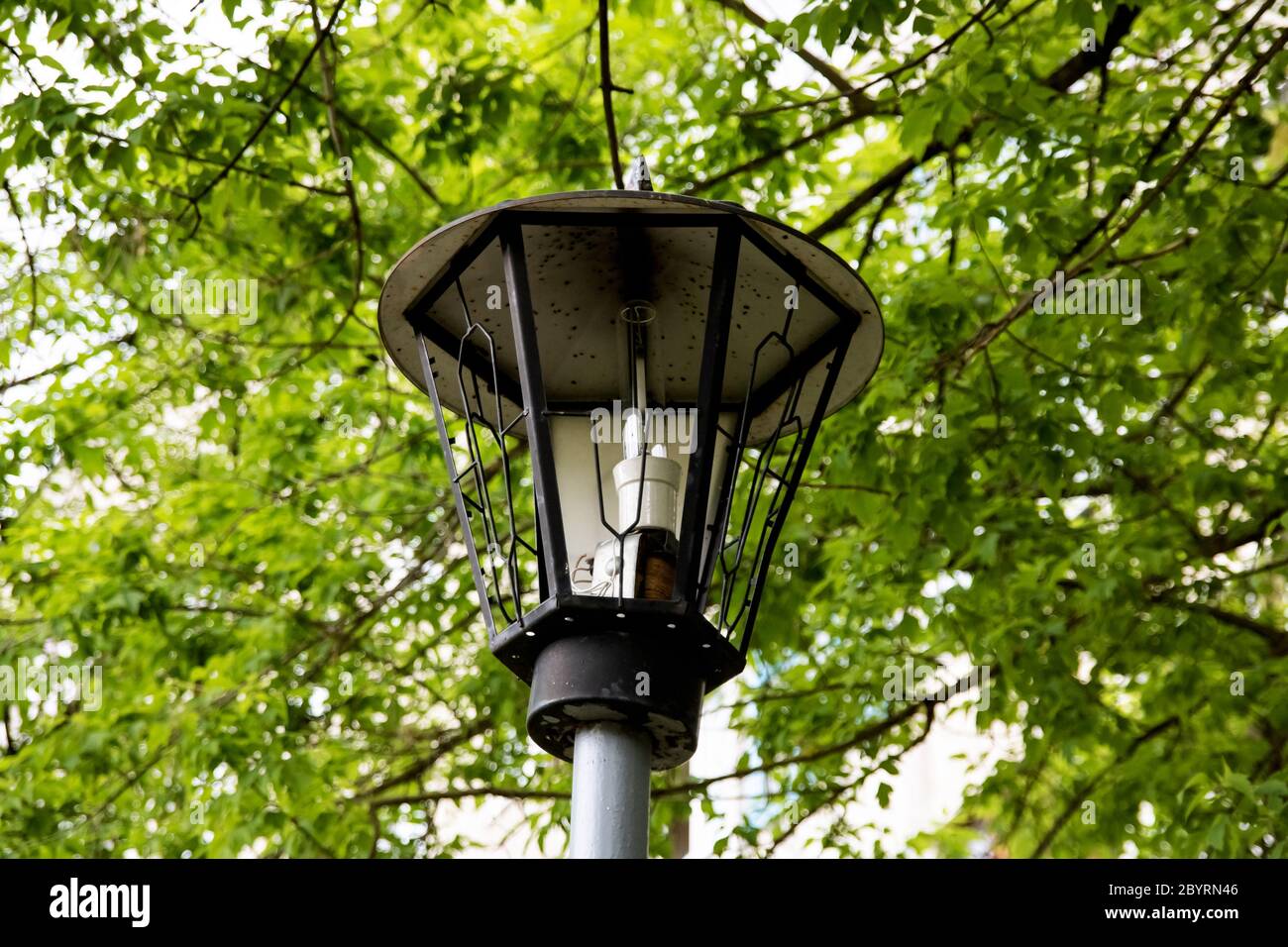 Lanterne cassée parmi les feuilles vertes de l'arbre de près Banque D'Images