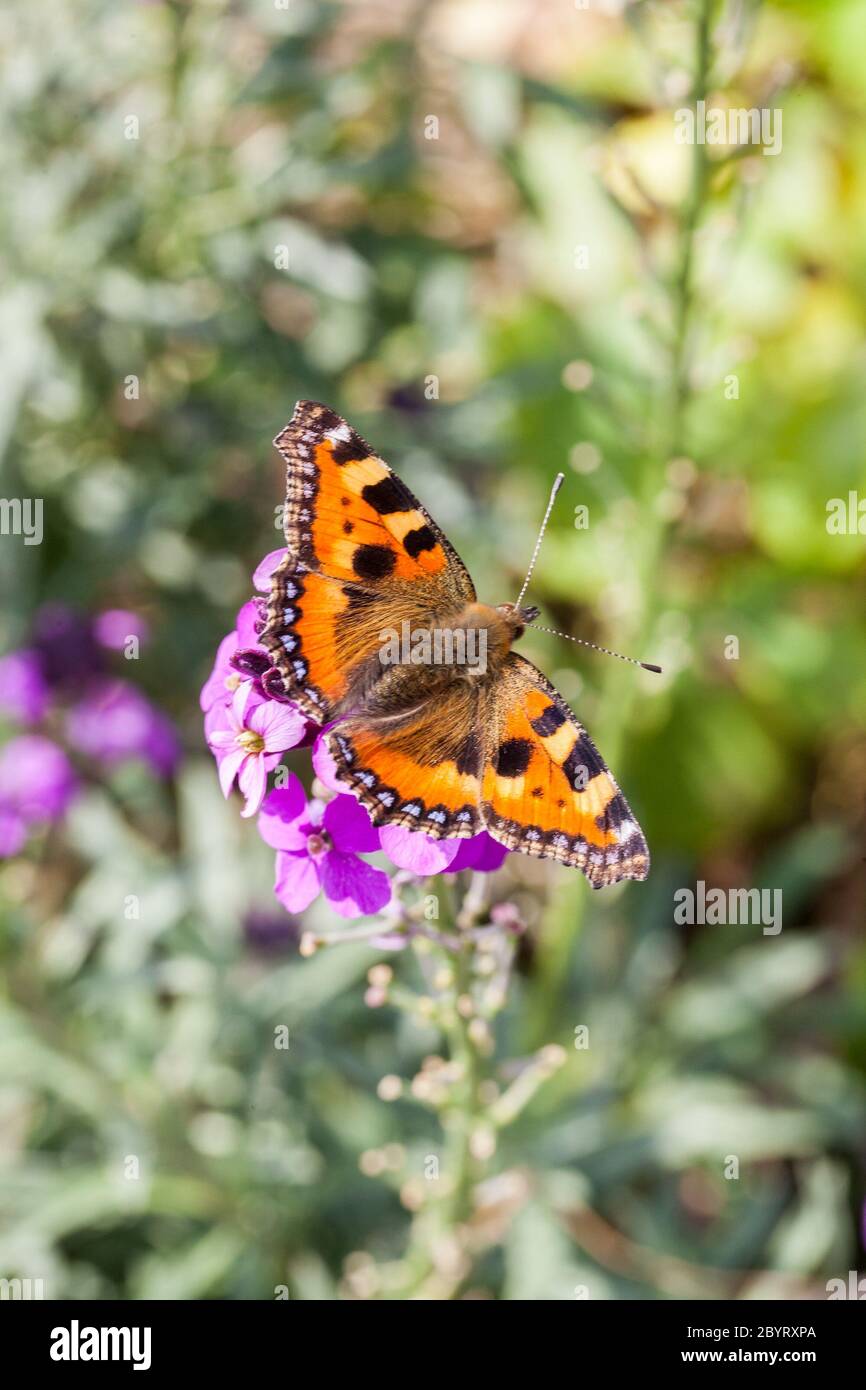 Petit Tortoiseshell Aglais urticaire papillon dans un cottage jardin de fleurs sauvages Angleterre Royaume-Uni Banque D'Images