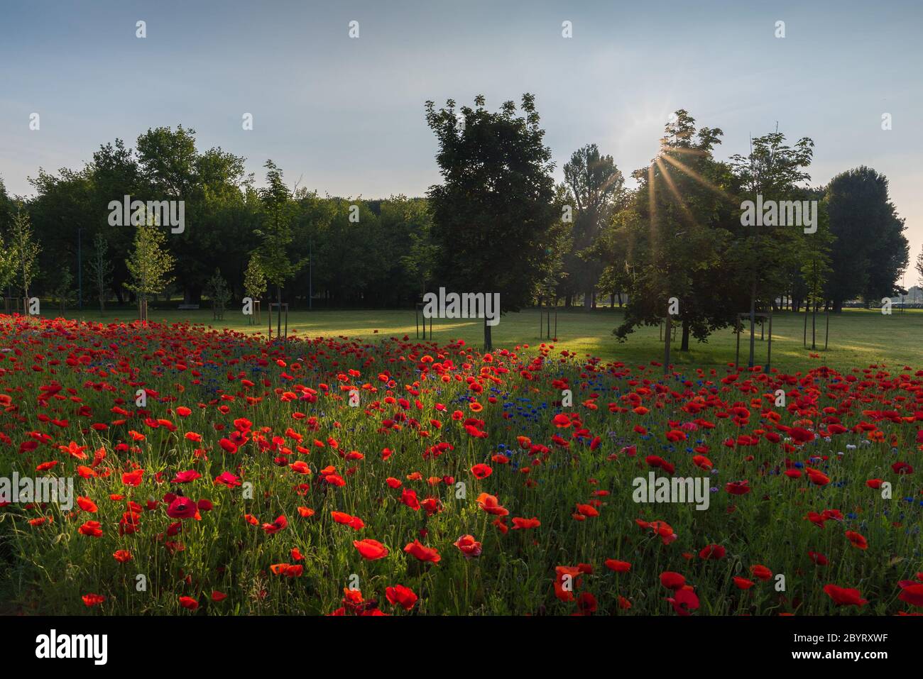 Champ de pavot romantique avec arbres au soleil éclatant en un jour de printemps à Milan, Italie Banque D'Images