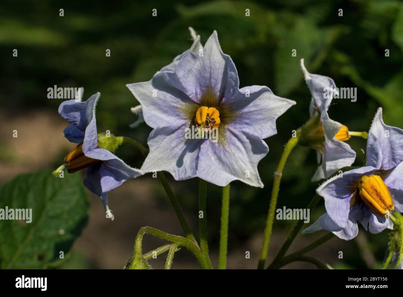 Fleur de la pomme de terre violette. Les pommes de terre sont riches en antioxydants et sont liées à des niveaux de cholestérol plus sains. Banque D'Images