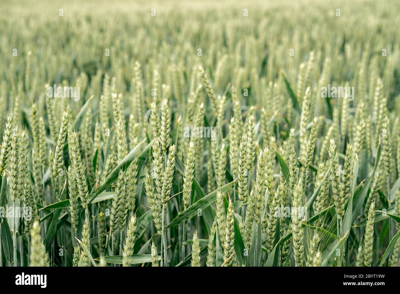 Blé frais sur une terre agricole Banque D'Images