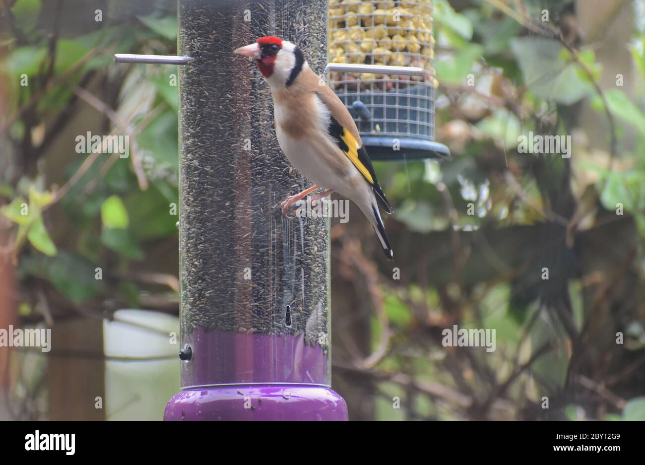 Goldfinch est un petit oiseau de passereau de la famille finch originaire d'Europe. Les sexes sont semblables avec le visage rouge tête noire et blanche et ailes sombres et jaunes Banque D'Images