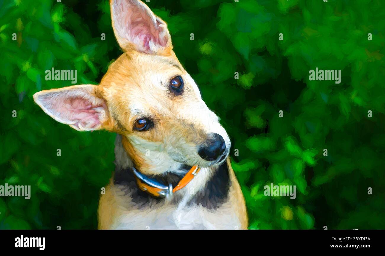 Un chien curieux est en cours de basculement, il regarde la tête de la caméra Banque D'Images