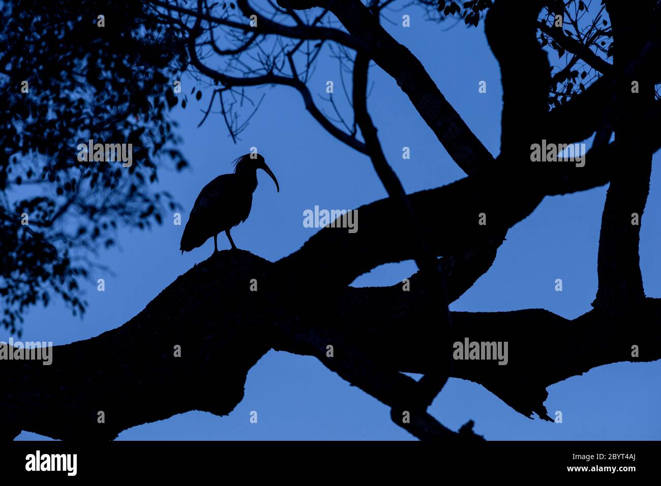Un Ibis Plumbeous prépare la nuit au Pantanal, Brésil Banque D'Images
