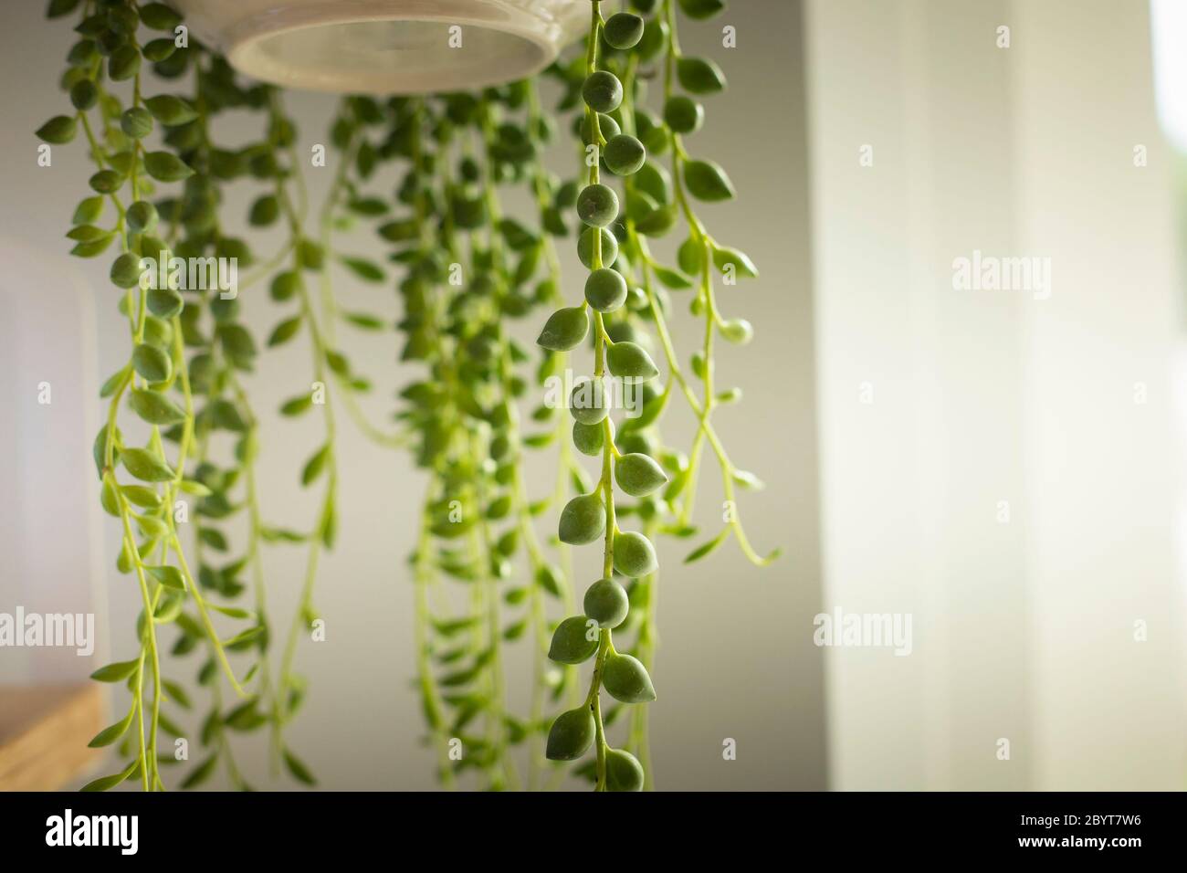 Maison de Senecio rowleyanus feuille de plante détail. Chaîne de perles feuilles arrondies plante gros plan. Copier l'espace. Tir vertical. Banque D'Images