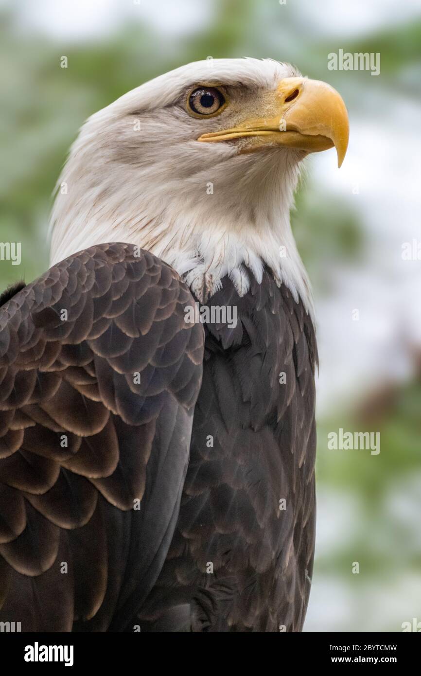 Portrait d'une tête d'aigle à tête blanche gros plan sur un fond naturel flou. Oiseau puissant dans la vie sauvage. Verticale Banque D'Images