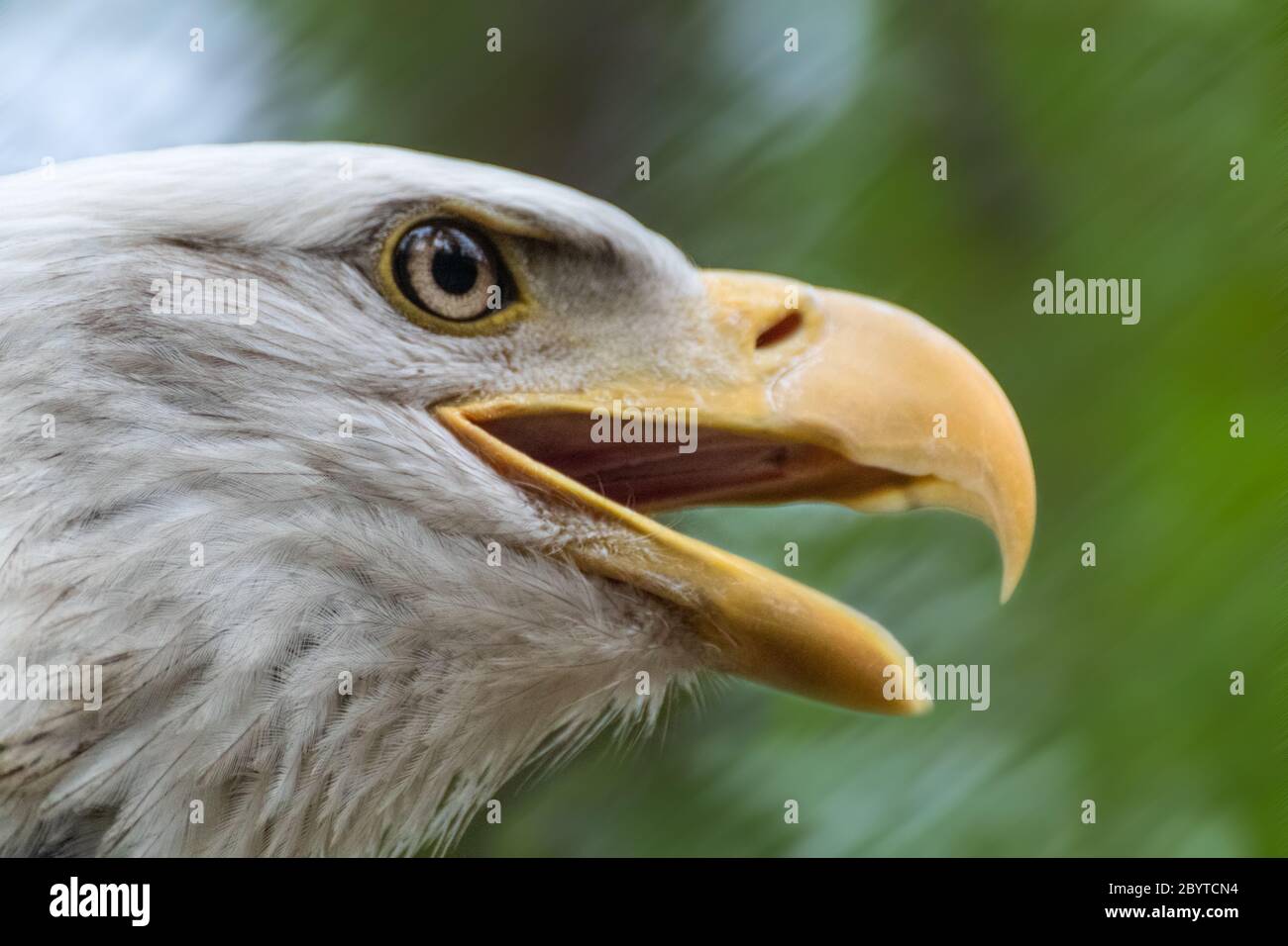 Portrait d'une tête d'aigle à tête chauve gros plan sur un arrière-plan flou en mouvement. Oiseau puissant dans la vie sauvage Banque D'Images