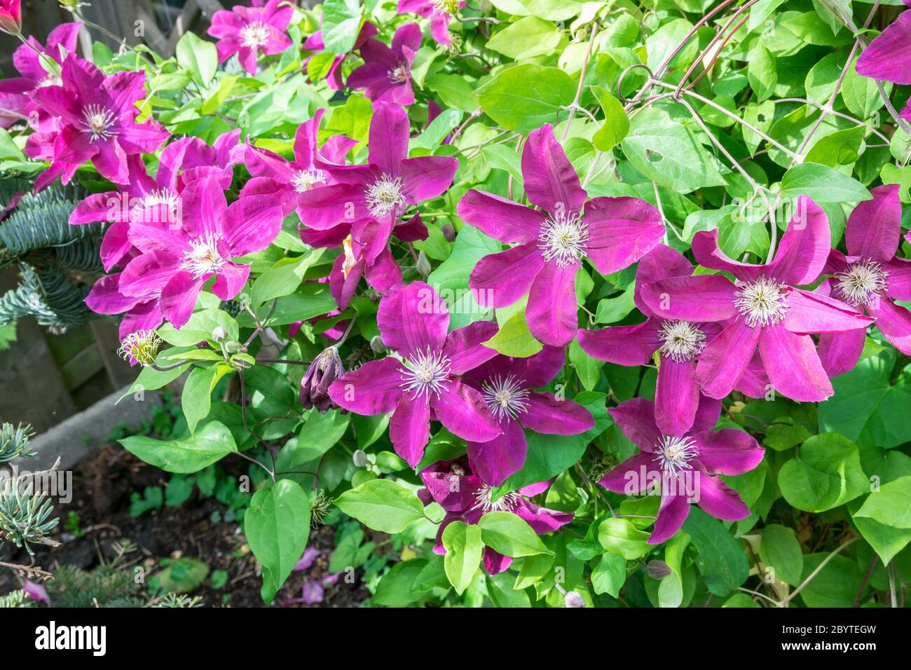 Grandes fleurs de clématis aux couleurs violettes dans un jardin Banque D'Images