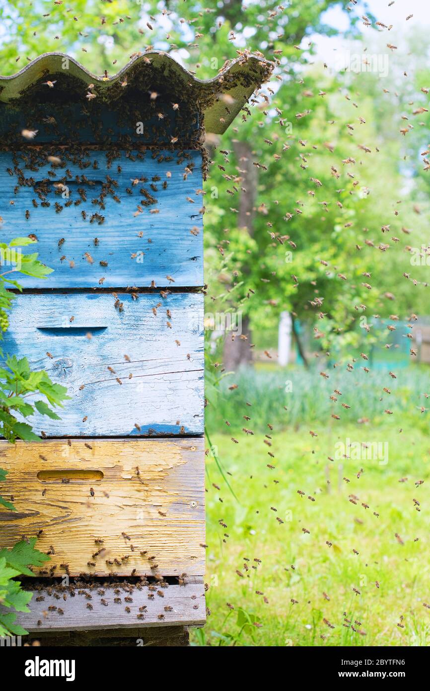 Essaim d'abeilles voler à ruche. La lumière du soleil Banque D'Images