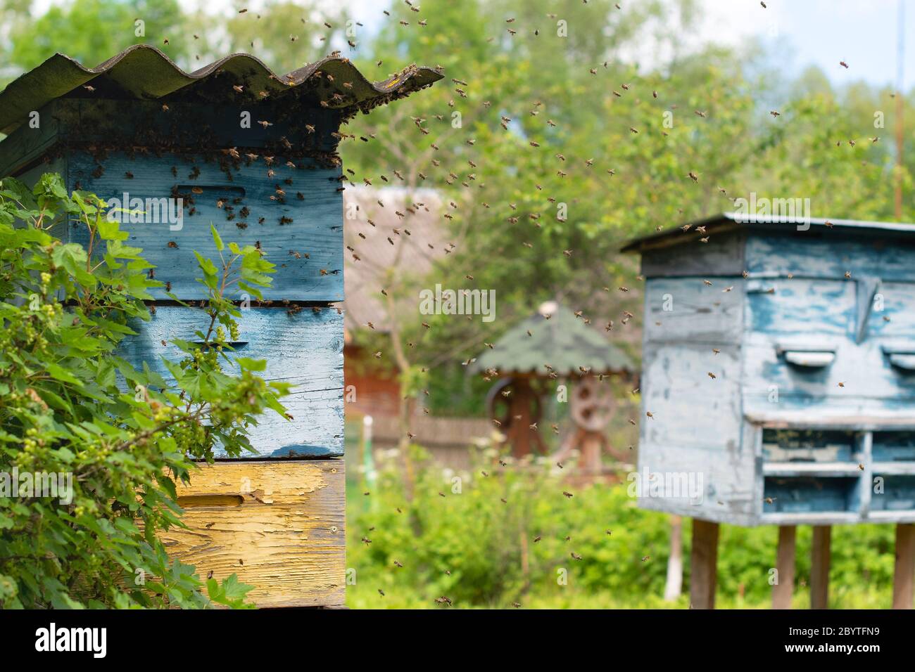 Essaim d'abeilles voler à ruche. La lumière du soleil Banque D'Images