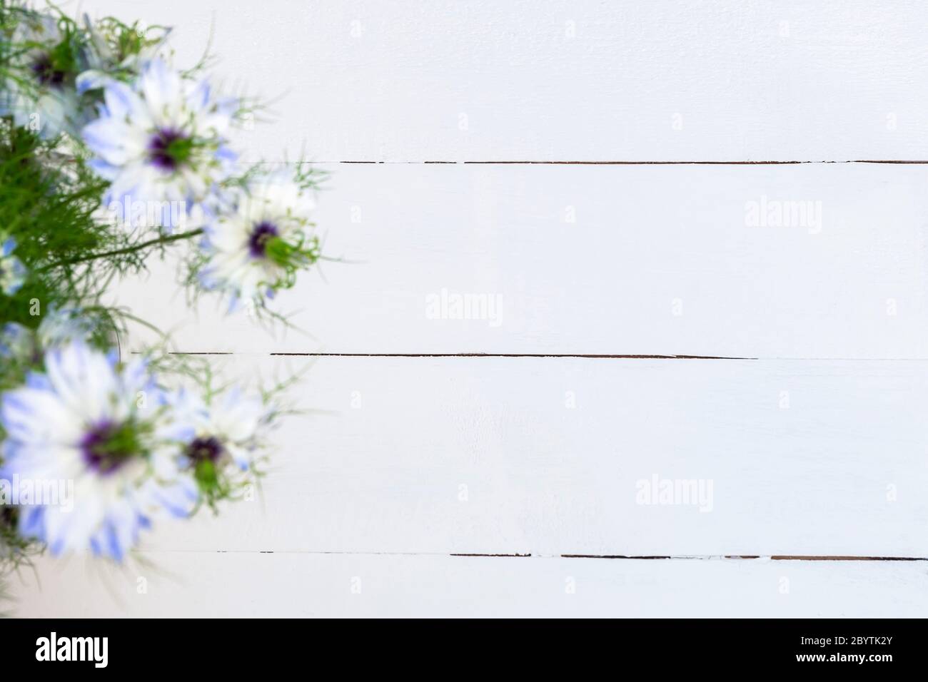 Vue de dessus d'une table en bois blanc avec fleurs sauvages bleues floues, espace pour le texte Banque D'Images