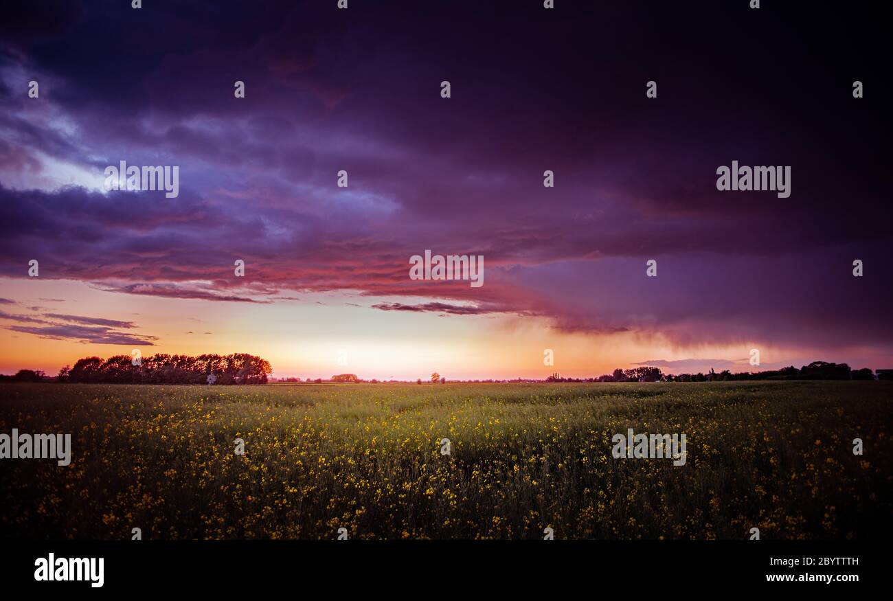 coucher de soleil spectaculaire sur le terrain avec fleurs et nuages Banque D'Images