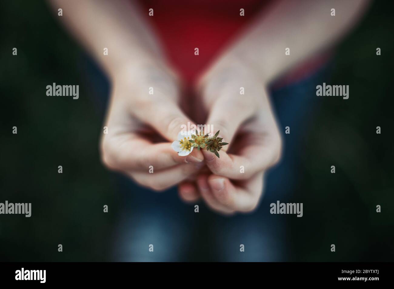 Gros plan de l'enfant fille tenant de petites fleurs blanches de printemps dans les mains. Activités d'été pour les enfants. Enfant enfant s'amuser. Banque D'Images