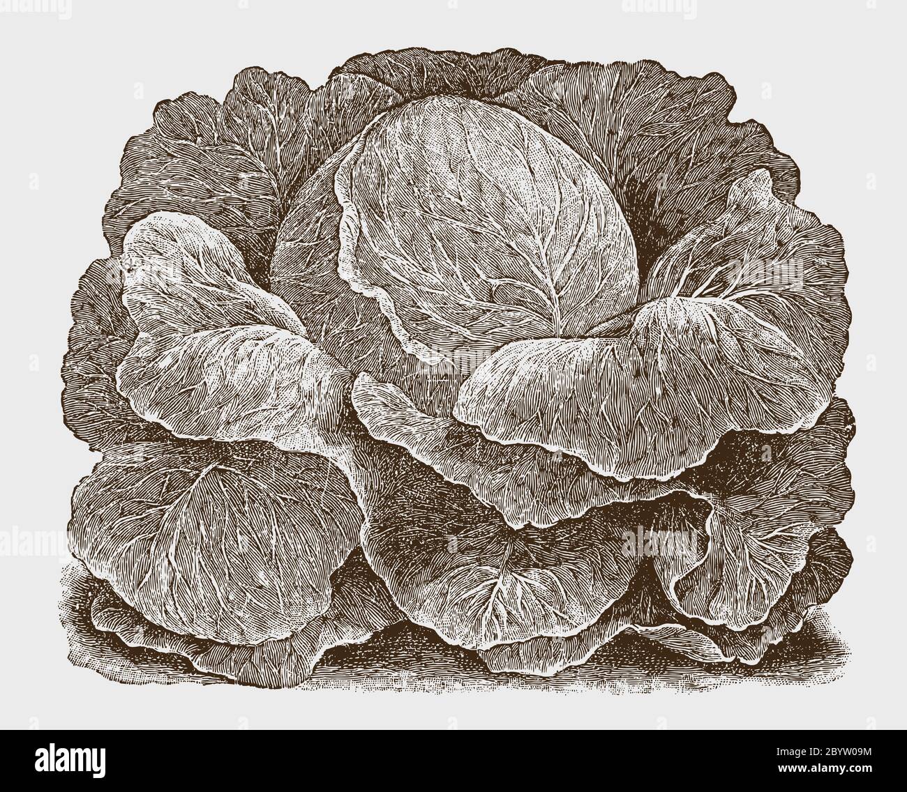 Cultivar de chou à tête ronde, après une gravure historique du début du XXe siècle Illustration de Vecteur