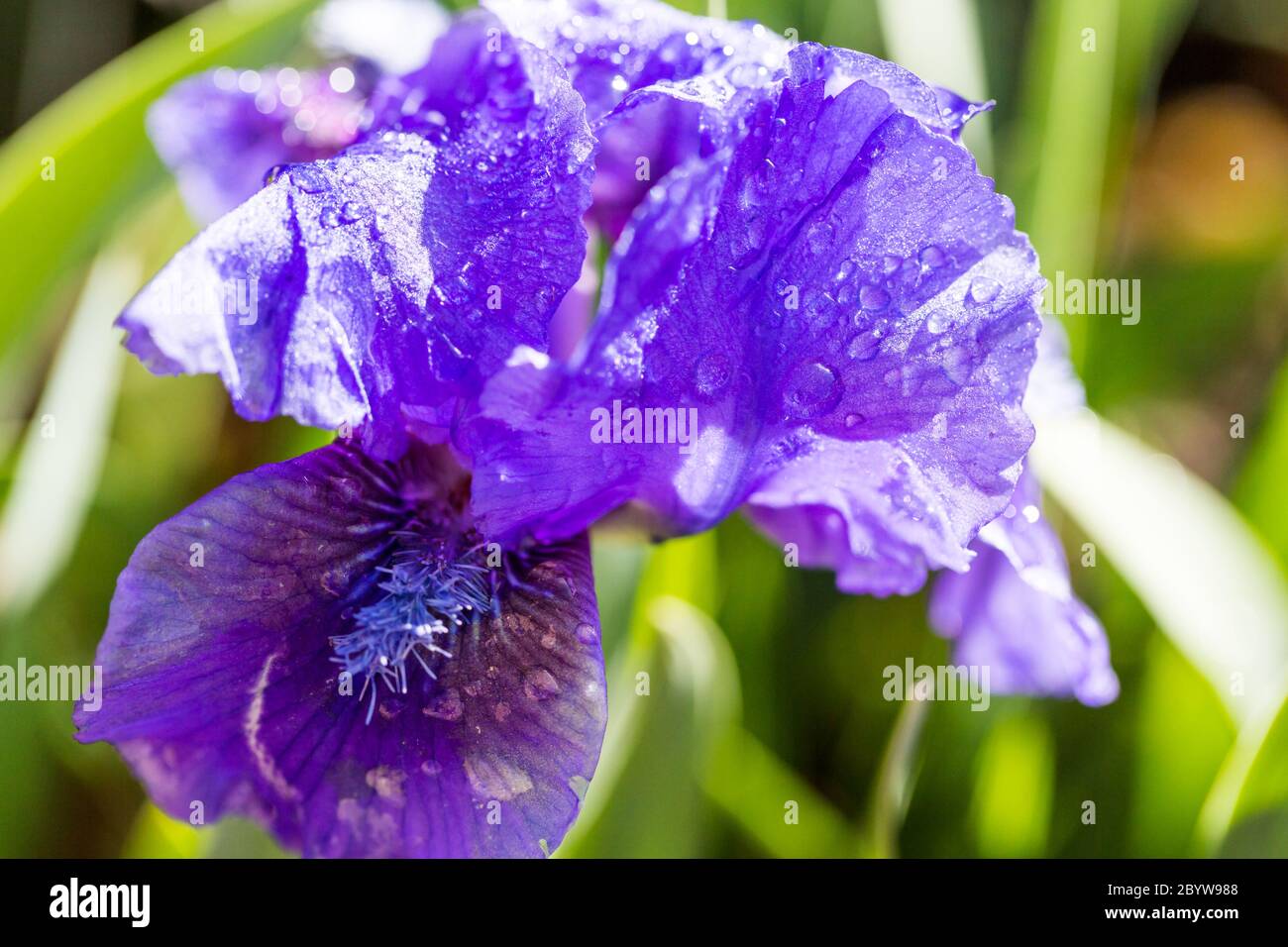 Iris nain Banque D'Images