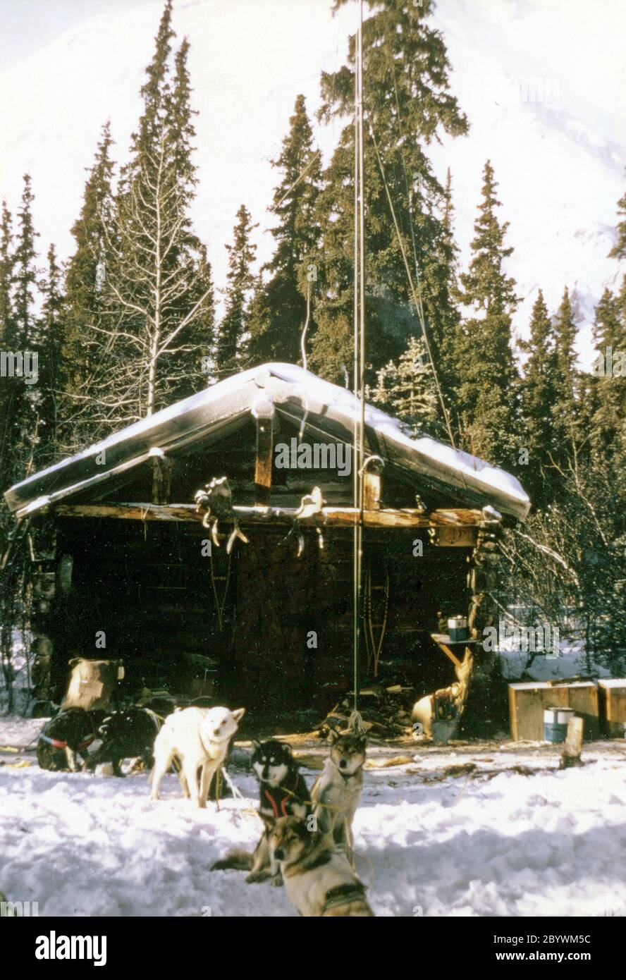 Chiens de traîneau devant la cabane de la rivière Rohn Alaska ca. Mars 1974 Banque D'Images