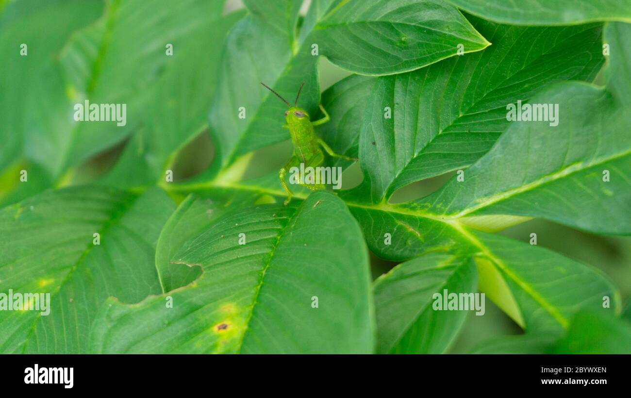 Un sauterelle camoufle les feuilles de taro. Une forme d'auto-protection contre les prédateurs Banque D'Images