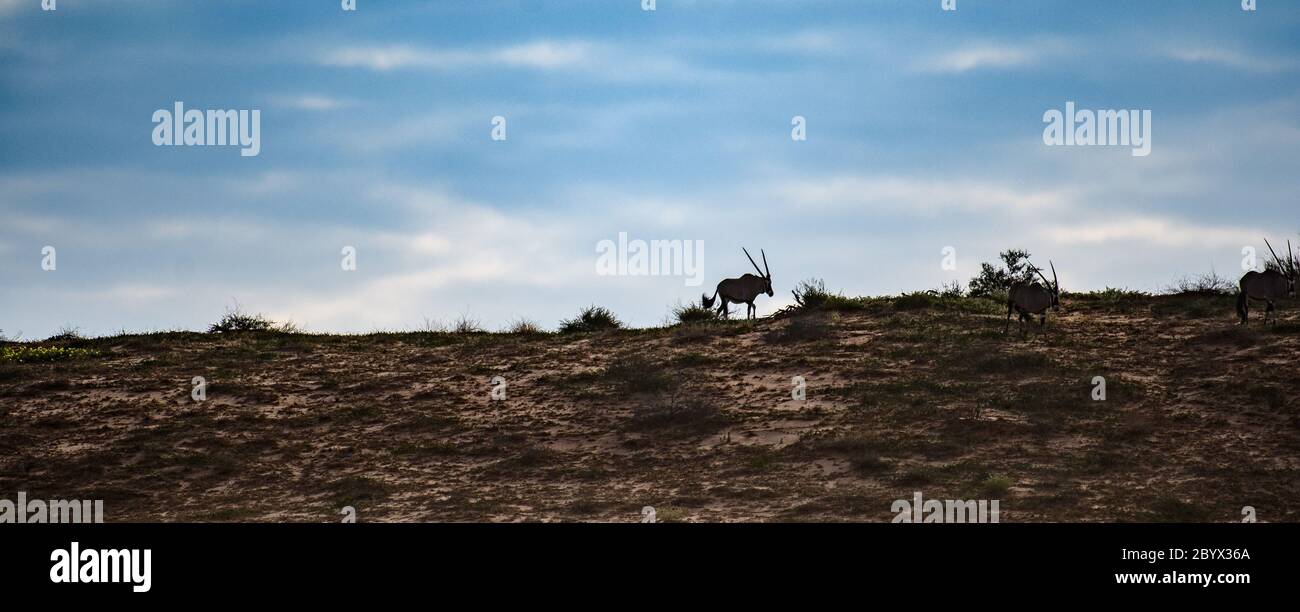 Oryx (Gemsbok) Kgalagadi, Afrique du Sud Banque D'Images