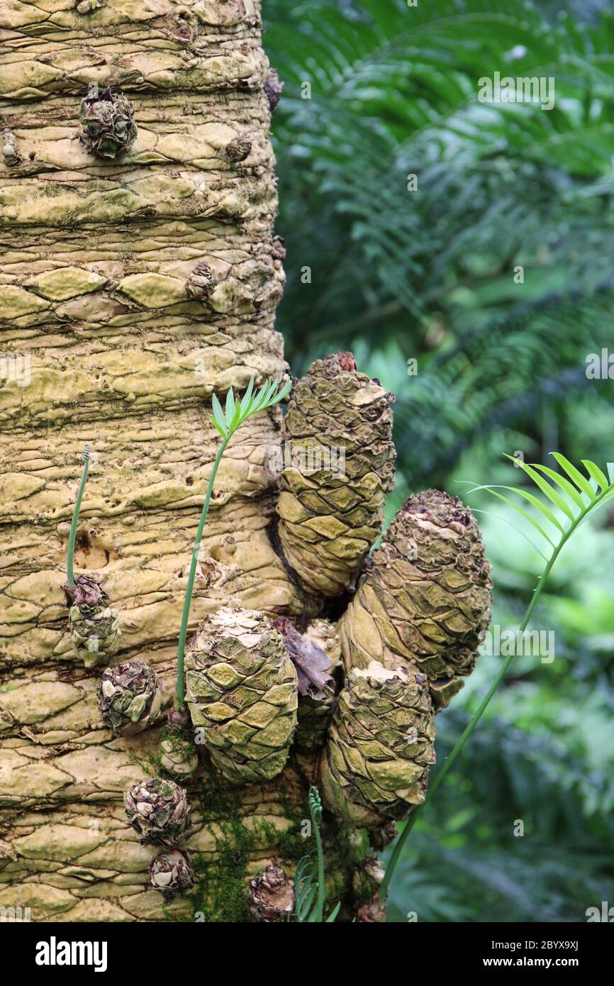 Gros plan de l'écorce texturée et des meuniers basaux sur un arbre Cycas cirinalis, sagou Palm Banque D'Images