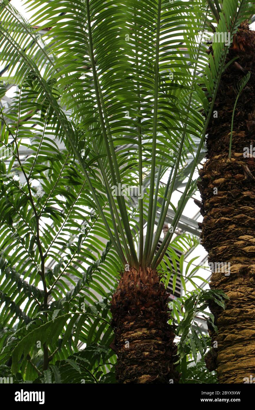 Frondes provenant du sommet d'une palmier de Fern, Cycas circinalis, poussant dans une maison verte Banque D'Images