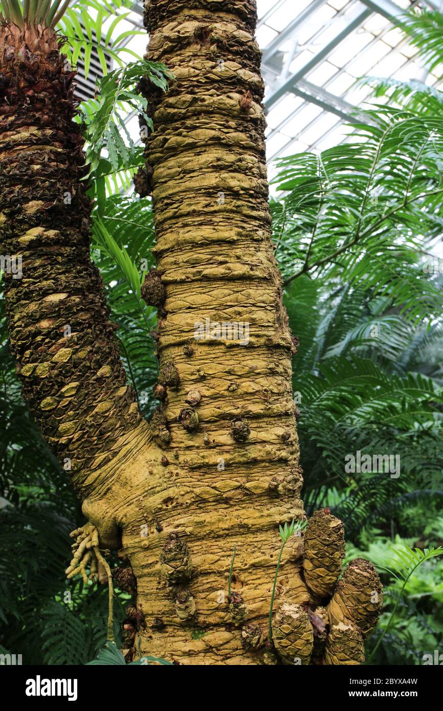 L'écorce texturée et les suce basales sur un Cycas cirinalis, palmier sagou, arbre poussant dans une maison verte Banque D'Images