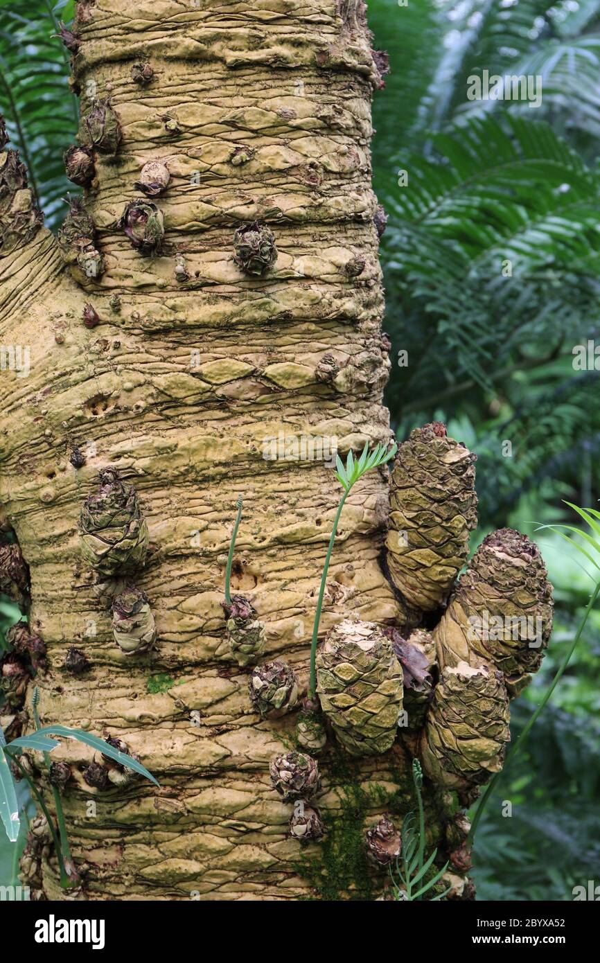 Gros plan de l'écorce texturée et des meuniers basaux sur un arbre Cycas cirinalis, sagou Palm Banque D'Images