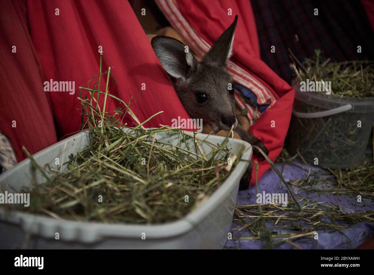 Un bébé kangourou dans un faux kangourou repose dans un salon ayant cherché refuge dans leur propriété dans les trous d'eau, sur l'île Raymond, Victoria, Australie, le lundi 6 janvier 2020 Banque D'Images