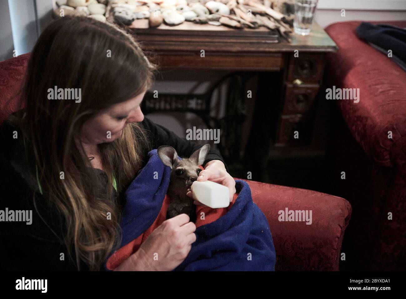 Susan Puris, animalière et fondatrice du refuge pour la faune et le koala de l'île Raymond, sur l'île Raymond, Victoria, Australie, le lundi 6 janvier 2020 Banque D'Images