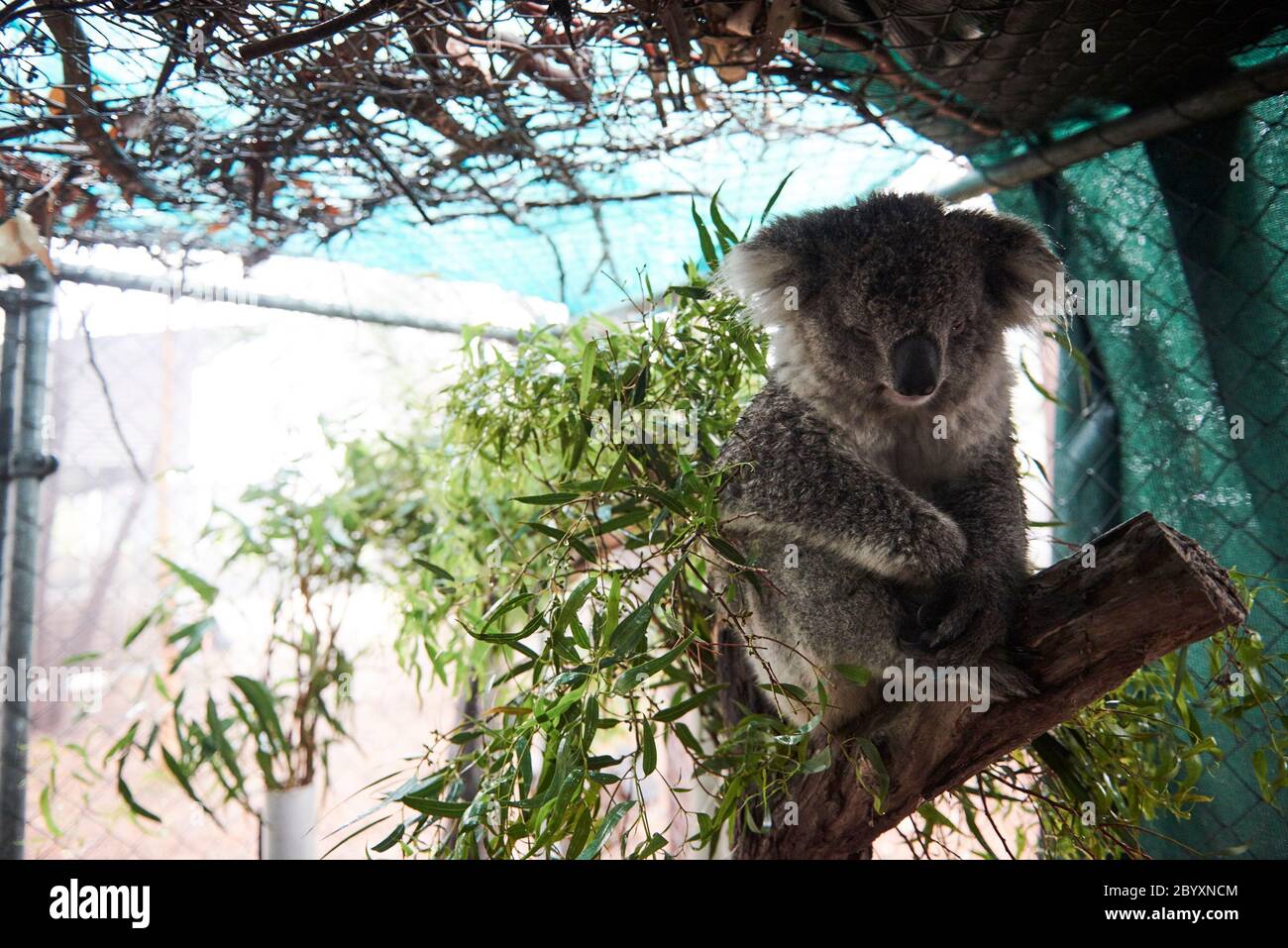 Susan Puris, animalière et fondatrice du refuge pour la faune et le koala de l'île Raymond, sur l'île Raymond, Victoria, Australie, le lundi 6 janvier 2020 Banque D'Images