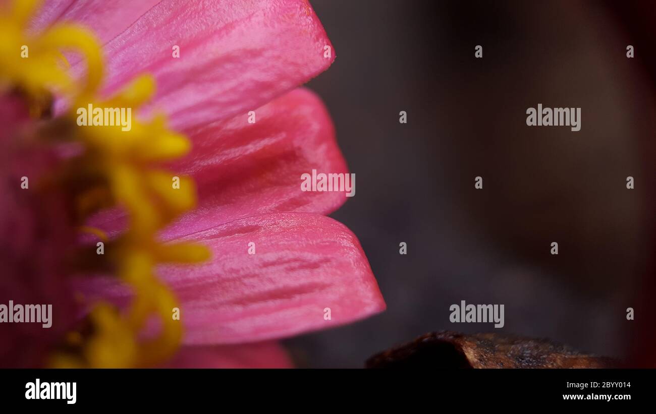 zinnia commune en mode macro, regardez de beaux pistil et pétales de fleurs qui sont beaux et détaillés avec un arrière-plan sombre Banque D'Images