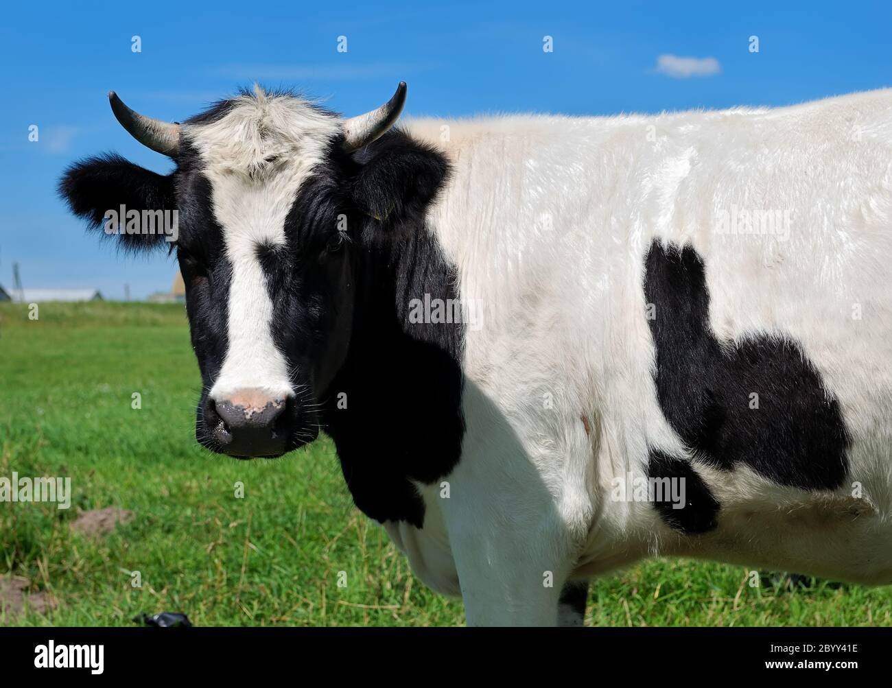portrait en gros plan de la vache à cornes Banque D'Images