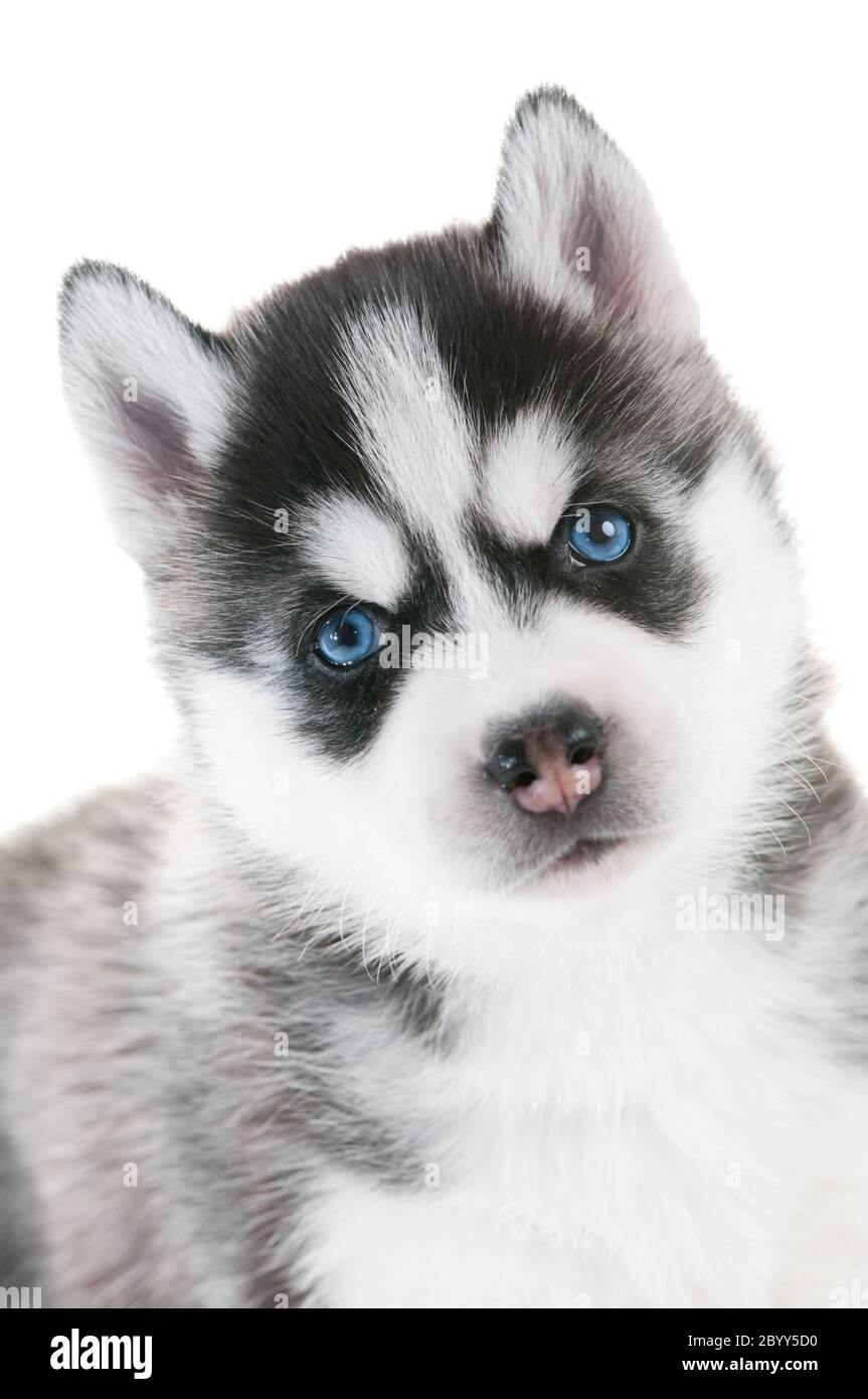 Chiot Husky Siberien Blanc Et Yeux Bleu Banque D Image Et Photos Alamy