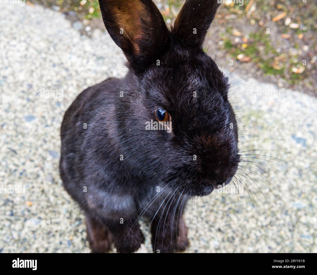 Petit lapin noir et sauvage sur ses pattes arrière. Banque D'Images