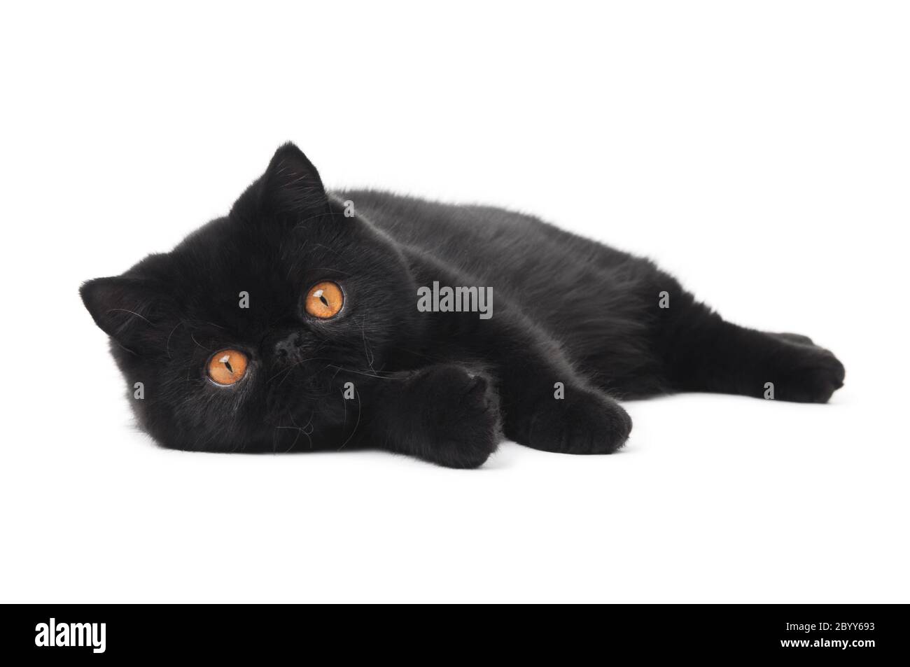 chat noir exotique de shorthair Banque D'Images