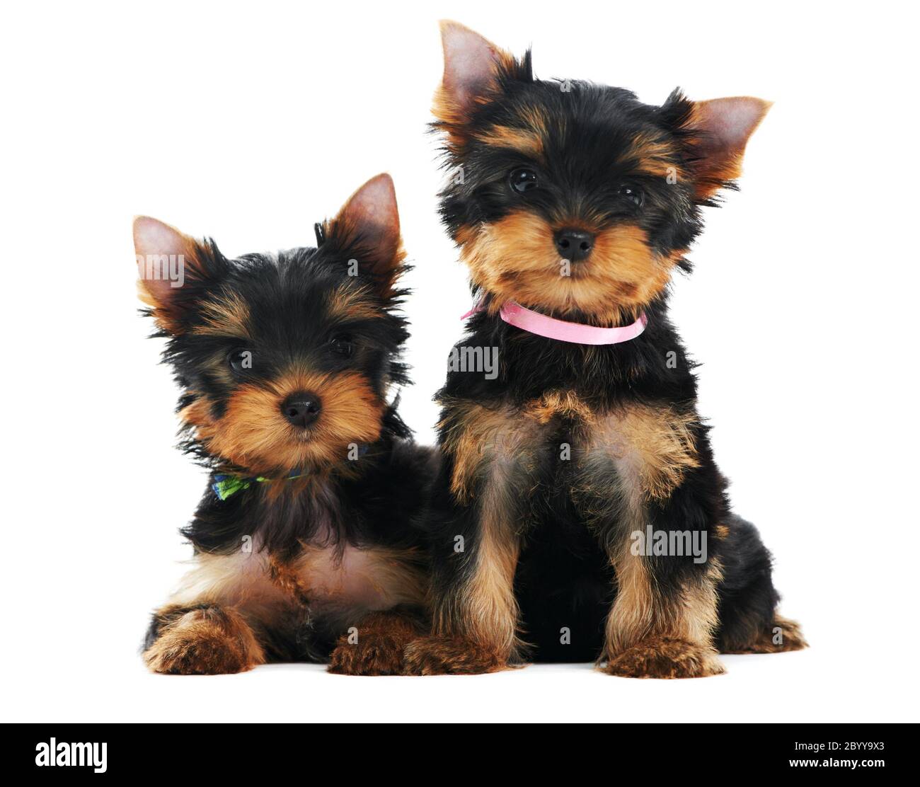 Deux chiens de chiots Yorkshire Terrier de 3 mois Banque D'Images